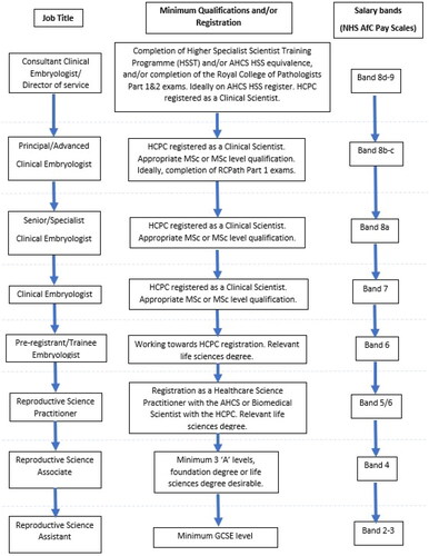 Figure 1. Career pathway for scientific staff within a HFEA licensed centre. ARCS recommended and recognised job titles, qualifications, registration (where applicable) and suggested NHS salaries. Based on nationally recognised NHS job profiles for Healthcare Scientists.*Staff at band 6 and below can only work under the direct supervision (i.e. on-site) of a registered Clinical Scientist.Note- An MSc or MSc level qualification (e.g. ACE certificate or Diploma) in addition to a BSc is the minimum qualification appropriate for a Clinical Embryologist. Those entering the HCPC register by any route (e.g. the Association of Clinical Scientists, AHCS equivalence) have met this standard. Consultant level staff attain specialist Doctoral level qualifications through completion of the higher specialist training programme and/or attainment of Fellowship of the RCPath via completion of part 2 exams or acknowledgement of equivalence through admission to the AHCS higher specialist register. Whilst a PhD in the field can be used to fulfil some requirements for FRCPath attainment and entrance to the higher specialist register, a PhD cannot be used as a proxy for these qualifications or entrance to the HSS register. Likewise, FRCPath attainment alone may not fulfill all the standards for entry to the higher specialist register.Staff in supporting roles may be used to assist the clinical scientific workforce, but it is important to note that they cannot be used as a replacement. A state registered Clinical Scientist must always be on-site to supervise clinical procedures. See Appendix A for Reproductive Science Assistant, Associate and Practitioner job roles.