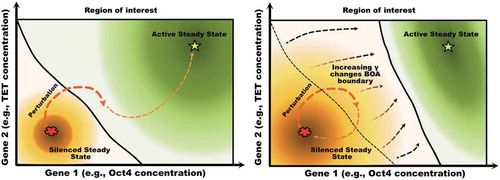 Figure 3. Graphical illustration of how a shift in the boundary separating two regions of attraction can result in phenotype switches under small perturbations. In the left panel, a perturbation of the silenced state leads to a transient configuration that belongs to the basin of attraction of the active steady state, resulting in a phenotype switch to the active steady state (i.e, the somatic state). In the right panel, the boundary has shifted, reflecting that fact that the relative sizes of the two basins of attraction have exchanged dominance. Now the same perturbation keeps the state in the domain of attraction of the silenced state, and the perturbed state eventually returns to that attractor. The shift in boundary could be due, for instance, to an increase in the methylation rate parameter γ