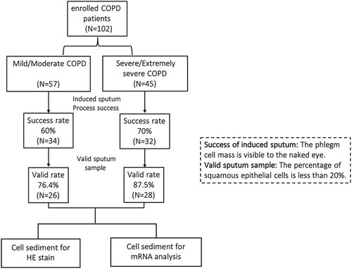 Figure 1 A flow chart of subject enrollment, induced sputum collection and assessment and specimen measurement.