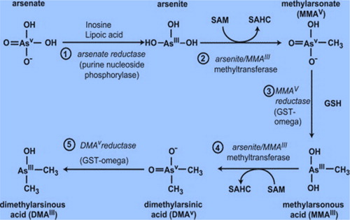 Figure 1. An overview of the sequence of enzymatic steps in the metabolism of arsenic [Citation6]. Reprinted with permission from the publisher.
