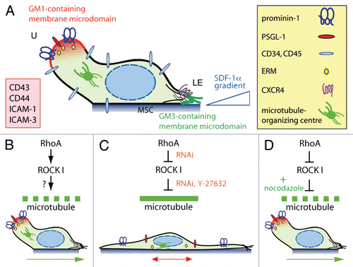 Figure 1 RhoA/ROCK I pathway and remodeling of microtubule network underlie the polarization and migration of HSPCs. (A) A migrating HSPC growing on MSC displays a polarized morphology with the formation of a uropod (U) at the rear pole and a leading edge (LE) at the front. Both types of plasma membrane protrusions contain a specific ganglioside-based membrane microdomain—the uropod being enriched in GM1 (red) whereas the leading edge in GM3 (green). In addition to prominin-1, a plethora of cell adhesion molecules (inset) including PSGL-1 are concentrated in the uropod whereas the chemokine receptor CXCR4 is found at the leading edge consistent with its sensory role towards an SDF-1α gradient.Citation6 ERM proteins seem to be actively involved in the subcellular localization of some uropod-associated membrane proteins.Citation18 Other molecules such as CD34 and CD45 are evenly distributed. The microtubule-organizing centre is found between the nucleus and the uropod. (B) The activity (↓) of RhoA and its downstream effector ROCK I contributes to the formation of the uropod, and hence polarization and migration of HSPCs. The downstream target(s) remain to be identified (?), but it might engage a protein involved in microtubule destabilization (dashed green line). (C) Inhibition (⊥) of ROCKs using Y-27632 or the specific knockdown of ROCK I or its upstream regulator RhoA by means of RNAi results in an elongated morphology where the uropod is lost. Both membrane (prominin-1, PSGL-1) and cytoplasmic (ezrin) proteins are redistributed. These cells display an impairment of migration caused by microtubule stability (solid green line). (D) In RhoA/ROCKI-deficient HSPCs, the addition (+) of nocodazole restores their proper polarization and migration highlighting the implication of unidentified microtubule-destabilizing proteins. Green and red arrows indicate the direction of migration.