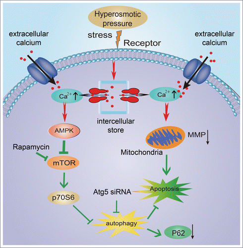 Figure 7. Schematic diagram of the mechanism involved in the protective role of autophagy under hyperosmotic stress.