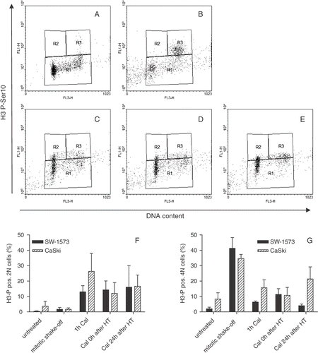 Figure 4. Phosphorylation of H3-PSer10 is not associated with Cal induced PCC inhibition by 1 h hyperthermia treatment at 43°C. Representative examples of three independent experiments are shown for CaSki cells (A–E) y-axis: H3-PSer10fluorescence, x-axis: DNA content propidium iodide fluorescence; (A) Untreated, (B) mitotic shake-off cell suspension, (C) 1 h Cal, (D) Cal 0 h after HT at 43°C, (E) Cal 24 h after HT at 43°C. Regions are defined as H3-PSer10 negative (R1), H3-PSer10 positive 2N (R2) and H3-PSer10 positive 4N (R3). Quantification of H3-PSer10 positive 2N (F) and 4N (G) CaSki and SW-1573 cells.
