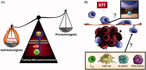 Figure 4. Collaborative intersection between thermal therapy and IL-6 in the tumour microenvironment. (A) Thermal therapy tips the balance of IL-6 activity in the tumour microenvironment from a tumour-promoting inflammatory role to an anti-tumourigenic role supporting T cell-mediated tumour immunity. (B) Outstanding questions remain regarding which chemokine/chemokine receptor interactions (inset) mediate CD8+ T cell trafficking at the vascular interface during heat therapy and whether clinical responses to preconditioning regimens are predicated on the presence of immunosuppressive cell subsets (inset) within the tumour microenvironment.