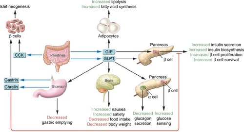 Figure 1 Role of incretin hormones in glucose regulation.