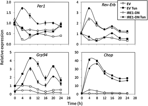 Figure 4. Circadian expression of Per1, Rev-Erb, Grp94, and Chop in U87 cells stably expressing an IRE1α dominant negative form (IRE1α-DN) or a control empty vector (EV) upon basal or stress (tunicamycin 2 μg/mL) conditions. Cells were synchronized with a 2-h serum pulse. These experiments were carried out in triplicate. Two transcriptional UPR targets, Grp94 and Chop, were used as control of ER stress induction. Data are represented as mean ± SD.