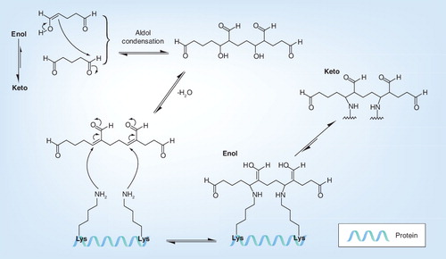Figure 2. Reaction mechanism of glutaraldehyde with amino acids of proteins (e.g., with the primary amine group of lysine).Lys: Lysine.
