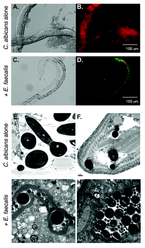 Figure 1. A C. elegans infection model reveals attenuation of virulence in C. albicans-E. faecalis coinfections. (A-D) Fluorescence imaging shows the two species mixing in the worm and the absence of hyphal growth in the coinfection. Worms were infected with yCherry labeled-C. albicans alone (A and B) or coinfected with GFP-labeled E. faecalis (C and D) and imaged using DIC (A and C) or fluorescence (B and D). Panels (E-H) Ultrastructural analysis of nematode physiology. Worms were infected with C. albicans alone (E and F) or with both species (G and H) before processing for transmission electron microscopy. The disruption of the normal gut physiology in the C. albicans-infected worms relative to the coinfection is apparent. The scale bar in panel F is 1 µm and applied to (E-H).