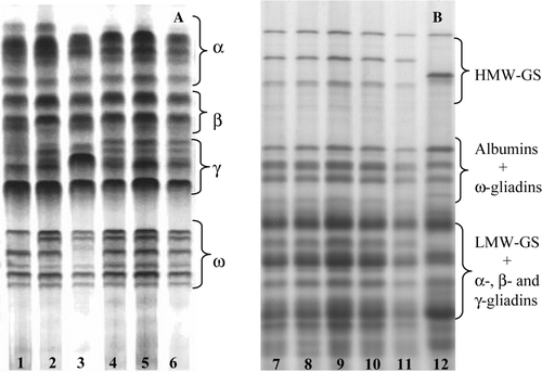 Figure 1.  (A) Fractionation of (A) gliadins by A-PAGE and (B) total proteins by SDS-PAGE in dicoccum landraces. (1–3) Prometeo and (4–12) Ersa 6. Gliadin biotypes c, d and e (A, lanes 1–3), and b (A, lanes 4–6) are shown.