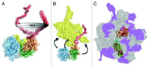 Figure 4. RNA interactions with regions of DEAD-box proteins outside the helicase core. (A) The C-tails of Mss116 and CYT-19 are unstructured in solution and are flexible, as revealed by SAXS experiments,Citation57 and are able to move relative to the core across a wide region of space. (B) Interactions of Mss116 and CYT-19 with structured RNA. The high flexibility of the C-tail is suggested to allow it to contact structured RNA and to tether the helicase core in proximity to structured RNA, while allowing the core to move to sample different regions of the RNA. The figure shows a model of the Tetrahymena group I intronCitation150 and a model from the solution and crystal structures of Mss116.Citation57 (C) A tethering interaction is formed by the C-terminal domain of DbpA/YxiN with a specific hairpin structure of a 23S rRNA precursor. Panels A and B are reprinted from ref. Citation57 and panel C is reprinted from ref. Citation44 (Copyright 2010), with permission from Elsevier.