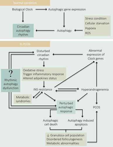 Figure 10. Depicting the role of Circadian-autophagy-rhythm in PCOS. Under normal physiology, the circadian biology of the body regulates autophagy by governing the rhythmic expression of the autophagic genes. Conversely, autophagy also governs the circadian rhythm. Therefore, a balance between autophagy and circadian biology is necessary for normal physiology. In PCOS: Disturbance in circadian rhythm affects the normal physiology of the body and resulted in INS resistance which causes hyperandrogenemia, metabolic abnormalities, and damages autophagic responses leading to PCOS pathogenesis. Where hyperandrogenemia and IR affect circadian biology by hindering the expression of clock genes. Altogether, states a direct link between circadian arrhythmicity and damaged autophagy in PCOS progression