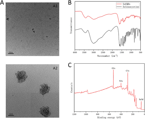 Figure 1 Characterization of the prepared carbon dots. (A) TEM image of the CDs. A1: low magnification, scale bar:50 nm; A2: high magnification, scale bar:10 nm. (B) FTIR results of the prepared carbon dots. (C) XPS spectra of the prepared carbon dots.