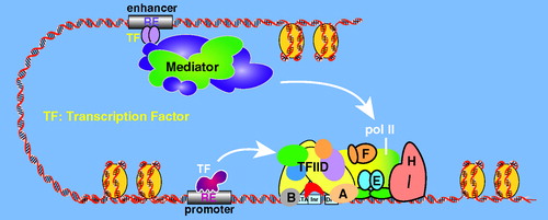 Figure 14. A simple schematic illustrating enhancer-promoter communication via Mediator. Mediator can bind simultaneously to enhancer-bound TFs and the PIC, including pol II. (see colour version of this figure online at www.informahealthcare.com/bmgwww.informahealthcare.com/bmg).