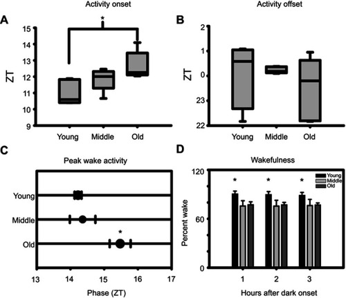 Figure 5 Effects of age on circadian parameters of sleep. (A) Aged mice exhibit a delayed activity onset. (B) No effect of age can be discerned in activity offset. (C) Aged mice exhibit a phase-delayed peak wake activity. (D) Young mice were more wakeful compared to middle-aged and old mice at one, two, and three hours after dark onset. Asterisks indicate p<0.05.