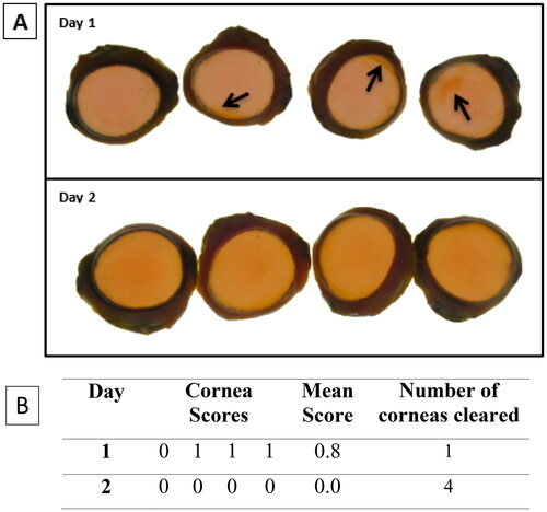 Figure 4. Representative (A) digital images of NaFL staining of the dPBS-treated corneas (n = 4) (B) scoring table. The images show corneal damage and a decrease in stain retention over time. On each day, the corneas were not in the same order. The assigned NaFL stain-retention score of the dPBS-treated corneas are presented in Table (see Table 3 for the scoring scale). Areas of stain retention (yellow–brown coloured stain) are indicated with arrows, depicting damage to the corneas.