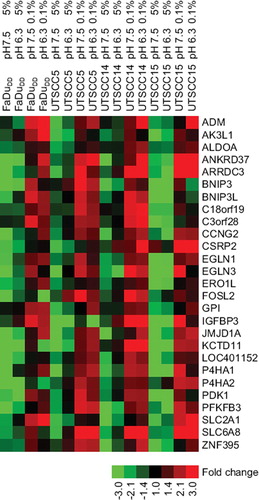 Figure 5. Heat map of the 27 genes that was found as hypoxia induced, pH unaffected in three of four cell lines. The colour bar is showing the fold change relative to the median expression of each gene across all cell lines and conditions.