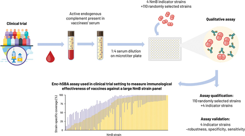 Figure 1. Characteristics and standardization process for the endogenous complement hSBA (enc-Hsba)) assay [Citation29,Citation30]. The enc-Hsba assay uses active endogenous complement present in each vaccinee’s serum, i.e. serum samples are not heat-inactivated, maintaining intrinsic complement activity. Each serum sample is tested at a 1:4 dilution. After preparation of the microtiter plate with diluted sera, N. meningitidis serogroup B (NmB) bacteria from fresh log-phase liquid culture are added. Following incubation, aliquots of each well are transferred onto agar and incubated overnight, providing a positive or negative result for bactericidal killing. The assay was validated using NmB indicator strains for each of the four 4CMenB vaccine antigens, assessing robustness (assay stability), specificity, and sensitivity, and was qualified (consistency of results on triplicate testing) using the indicator strains and 110 randomly selected NmB disease-causing strains. This supported the utility of this assay for measuring the immunological effectiveness of MenB-containing vaccines against a large NmB strain panel in clinical trial settings, under conditions that are as close as possible to real-world conditions.Enc-Hsba,, serum bactericidal antibody assay using endogenous human complement; hSBA, serum bactericidal antibody assay using human complement; NmB, Neisseria meningitidis serogroup B.