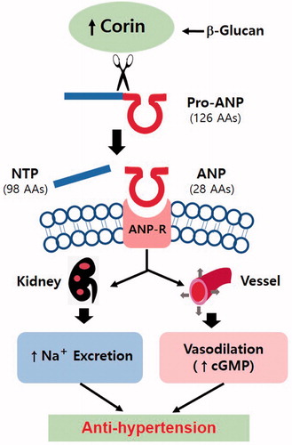 Figure 6. Proposed corin enzyme induced antihypertension mechanism of β-glucan. Oral administration of β-glucan induced corin in the liver or kidney, which cleaves pro-ANP into biologically active atrial natriuretic peptide (ANP) and N-terminal peptide (NTP). Upon the binding of ANP to its receptor, signals of the receptor promote natriuresis, diuresis, and vasodilation, which lower blood volume and pressure. Corin, a trypsin-like serine protease, induced by β-glucan, acts at the beginning of the ANP pathway to regulate the salt-water balance and blood pressure. The finding of ANP-initiated cGMP vasodilation was reported elsewhere [Citation32]. AAs: amino acids; ANP: atrial natriuretic peptide; NTP: N-terminal peptide.