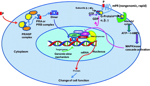 Figure 1. Genomic (slow) and non-genomic (rapid) mechanisms of action of PR complexes (PRA; PRB). Non-genomic signaling requires a membrane progesterone receptor (mPR) that stimulates a cascade which induces CBP phosphorylation and stimulation of co-activators involved in the genomic mechanism.