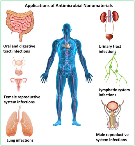 Figure 14 Antimicrobial materials potential to combat different infections in several organs of the human body.