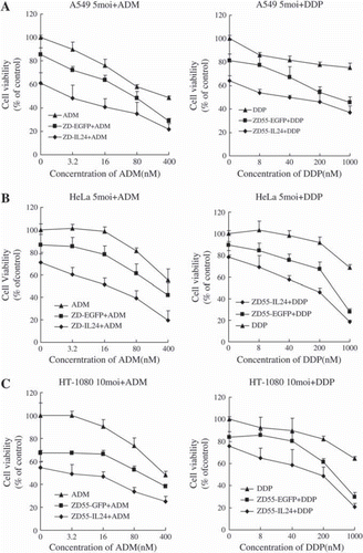 Figure 2. Cell killing effect of ZD55-IL-24 was enhanced when combined with Doxorubicin and cisplatin against cancer cell lines but not normal cells.Cells were infected with 5 moi (A549 and HeLa), 10 moi (NCI-H460 and HT-1080), or 20 moi (L-02). Cell viability was measured with MTT assay 72 hours after treatment.