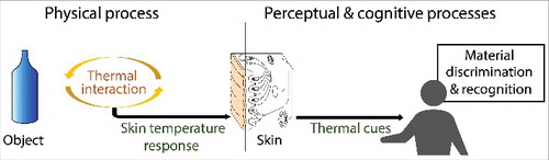 Figure 1. Physical, perceptual, and cognitive processes involved in material recognition based on thermal cues. In the physical process, the thermal interaction between the skin and the object elicits change in skin temperature, which is a function of the object's material composition. In the perceptual process, the change in skin temperature activates thermoreceptors and the coldness perceived is used as a cue for material recognition. In the cognitive process, the perceived coldness is classified into a certain material category to reach a material judgment.