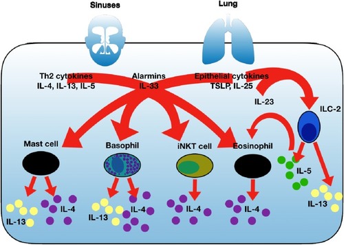 Figure 1 Summary of key T2 cytokines and cells with established roles in sustaining T2 inflammation and key sources of IL-4 and IL-13. IL-4 and IL-13 are secreted from several cellular sources and along with other key T2 cytokines such as IL-5, IL-33, IL-25 and TSLP can lead to further IL-4 with or without IL-13 secretion depending on the cell type. This leads to immune amplification and auto-inflammatory loops that sustain mucosal disease and contribute to airway disease severity. ILC2 cells, particularly in response to IL-33 secrete large amount IL-13 as well as IL-5.