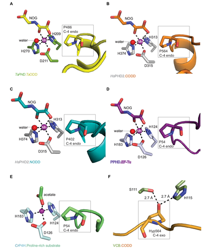 Figure 6 Active site metal region details and comparison of the conformations of the target prolyl-residues in the enzyme-substrate complex structures of TaPHD, HsPHD2, PPHD, and CrP4H.