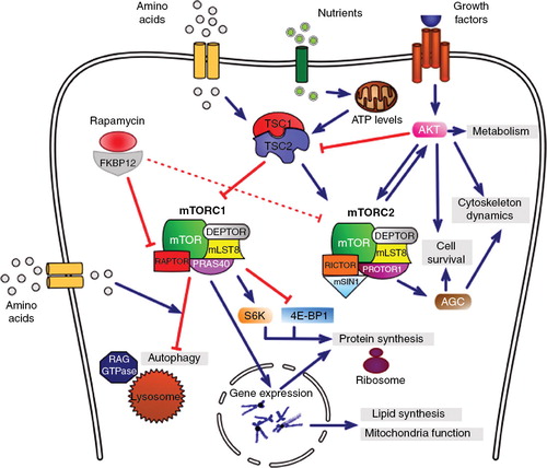 Figure 1. The mTOR-signaling pathway. Rapamycin bound to FKBP12 intracellular receptor influences several essential cellular processes, including cell survival, metabolism and mitochondrial function, protein synthesis and autophagy, by inhibiting the mTOR activity. mTOR is a serine/threonine kinase that forms two functional complexes, mTORC1 and mTORC2, which share the catalytic subunit (mTOR) and two regulators (MLST8 and DEPTOR) but differ in other components (See text for details). The TSC1-TSC2 complex integrates the signaling produced by several nutrients, stressors and growth factors and depending on external stimuli its activity may result in direct inhibition of mTORC1 and activation of mTORC2. mTORC1 promotes protein and lipid synthesis, as well as modulating mitochondrial function, by regulating gene expression and S6K and 4E-BP1 activity. In response to amino acids, mTORC1 is recruited by RAG GTPases to lysosomal membranes, where it is activated and inhibits autophagy. mTORC2 is activated in response to growth factors and promotes the AKT pathway, which is involved in cell survival, metabolism and cytoskeletal organization.