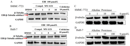 Figure 5. Compound MY-1121 bind to β-tubulin directly on colchicine binding site. (A&B). EBI competition assay, the affinity of the compound with colchicine binding site was negatively correlated with the level of the tubulin adduct band; (C&D). Alkaline protease assay. Cells were treated with Alkaline Proteinase and different concentration of compound MY-1121. The band signal of β-tubulin was negatively correlated with the ability of Alkaline Protease to hydrolyze β-tubulin. The binding of the compound to β-tubulin was able to inhibit the hydrolysis of β-tubulin by Alkaline Protease.