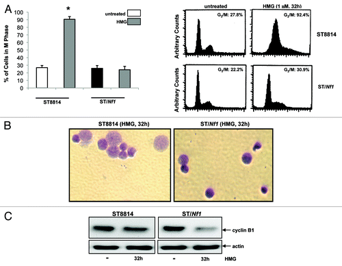 Figure 3. Persistent mitotic arrest and mitotic catastrophe occurred in HMG-treated ST8814 cells. (A) ST8814 or SNF02.2 cells were treated with HMG for 32 h, cell cycle analysis was performed using a flow cytometer. The percentages of the cells accumulated in the G2 and M phases were plotted (left panel). The error bars represent SD from 5 independent experiments (n = 5, * P values < 0.05). The DNA profiles of the untreated or HMG–treated ST8814 and ST/Nf1 cells were presented in the right panels. (B) Thirty-two hours after HMG treatment, the cells were stained with Giemsa dye and photos of the stained nuclei were taken. (C) With or without HMG treatment, cell lysates were prepared and subjected to immunoblotting with an anti-cyclin B1 antibody. The even loadings of total proteins were normalized by actin expression.