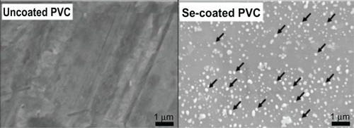 Figure 1 Scanning electron microscopic images of PVC coated with selenium nanoparticles (right panel) and not coated with selenium nanoparticles (left panel). Arrows indicate selenium nanoparticles (nonexhaustive). The selenium nanoparticles had sizes ranging from approximately 80 nm to 200 nm and are uniformly coated on the substrates. Selenium nanoparticle coverage is approximately 10%, or 300 μg.Citation18 Previously published studies demonstrate the surface coverage for all samples of interest in this study, and are given in Table 1.Citation18Abbreviation: PVC, polyvinyl chloride.