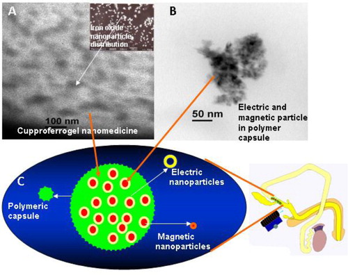 Fig. 3 (A) EDS-X-ray microanalysis of the Fe3O4–Cu–SMA–DMSO (Smart RISUG) indicating arrangement of drug particles in the Cuproferrogel compound. (B) HRTEM of 50–150×10−9 m sized Smart RISUG nanoparticles. (C) Schematic representation of Fe3O4–Cu nanoparticles surrounded by SMA polymer, and its use as a contraceptive.