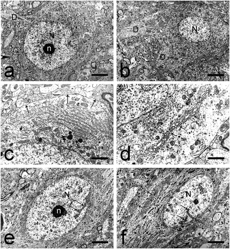 Fig. 2. Multipolar and fusiform large neurons in the dorsal claustrum in cat. (a) Multipolar large neuron with an oval nucleus (N). n – nucleolus; D – dendrite; black arrowhead – glial cell. Scale bar − 3 μm. (b) Multipolar large neuron with an oval nucleus, electron-lucent nucleus (N). D – dendrites. Scale bar − 5.5 μm. (c) Multipolar large neuron with a typical Nissl body. Long black arrows – axo-somatic synaptic contacts; short black arrow – Golgi complex; black arrowhead – lysosomes. Scale bar − 2 μm. (d) Multipolar large neuron with prominent Golgi complex comprising cisterns and small electron-lucent vesicles (black arrows). Scale bar − 1.4 μm. (e) Fusiform large neuron with an oval nucleus (N) and an electron-dense nucleolus (n) containing fibrillar centers. The nuclear membrane forms invaginations of various sizes (long black arrows). Scale bar − 5.5 μm. (f) Fusiform large neuron with a slightly elongated nucleus (N). Long black arrows – invaginations of the nuclear membrane; short black arrows – axo-somatic synaptic contacts. Scale bar − 5.5 μm.