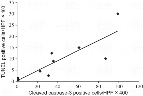 FIGURE 4. Correlation between cleaved caspase-3 positive and TUNEL positive tubular cells in Gly-AKI. Rats treated with silymarin (n = 4) or vehicle (n = 5). Each point represents mean of 10 cortical and 10 medullary HPF X400/rat. Correlation coefficient: 0.84, p < 0.01.