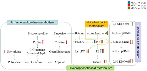 Figure 5. Network of metabolic pathways in PF.