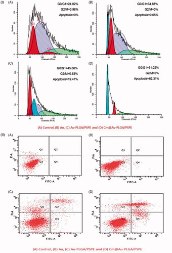 Figure 9. Rate of apoptosis of glioma cells treated with Cm-Au-PLGA-PSPE nanocomposites (i) and flow cytometry of U251 human glioma cells (ii): (A) Control, (B) Au, (C) Au-PLGA/PSPE and (D) Cm@ Au-PLGA/PSPE.