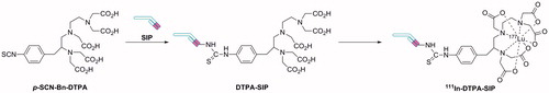 Figure 5. Synthetic approach for the production of radiolabelled antibodies SIP format using p-SCN-Bn-DTPA as the host-linker moiety.