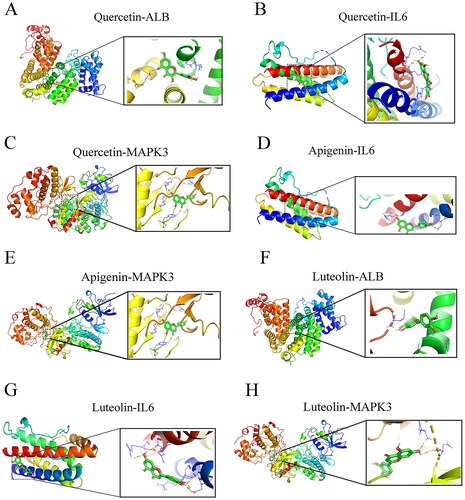 Figure 9. Molecular docking modes. Quercetin-ALB (a), quercetin-IL6 (B), quercetin- MAPK3 (C), apigenin-IL6 (D), apigenin-MAPK3 (E), luteolin-ALB (F), luteolin -IL6 (G), and luteolin-MAPK3 (H). Binding energy < -5 kcal/mol. ALB: albumin; MAPK3: mitogen-activated protein kinase 3.
