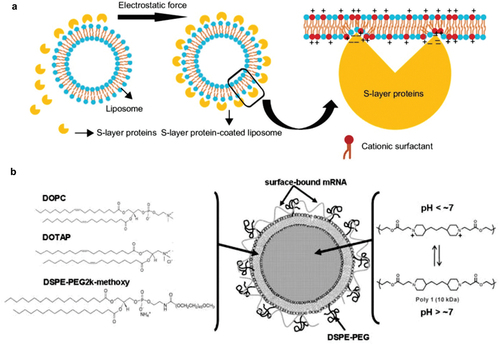 Figure 3. Charged liposomes can capture proteins and mRNA through electrostatic reactions. a) SLP protein spontaneously loads on the cationic liposome surface through electrostatic force [Citation58]. b) mRNA electrostatically adsorbed on lipid-coated PBAE liposome [Citation59]. With permission from International journal of Nanomedicine 2019, originally published by and used with permission from Dove Medical Press Ltd, and American Chemical Society, copyright 2011.