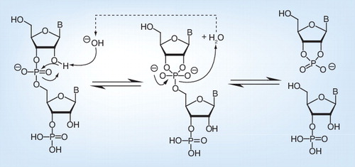 Figure 6. RNA degradation in an alkaline environment.B: Nucleobase.