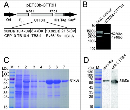 Figure 1. Construction, purification and identification of the recombinant fusion protein CTT3H. The gene encoding the polyprotein CTT3H composed of 5 antigens CFP10, TB10.4, TB8.4, Rv3615c, and HBHA of M. tuberculosis was cloned into pET30b, resulting in the recombinant plasmid pET30b-CTT3H (A). The constructed recombinant plasmid pET30b-CTT3H was verified by enzyme digestion with NdeI and XhoI (B). pET30b-CTT3H transformed E. coli BL21(DE3) strain was induced with IPTG. The expression and purification process of polyprotein CTT3H was monitored and confirmed by 12% SDS-PAGE, respectively (C). Lane M, Pre-stained protein ladder of Fermentas; Lane 1, pre-induced; Lane 2, post-induced; Lane 3 and 4, flow-through fraction of His-bind resin; Lane 5 and 6, fraction eluted with 500 mM imidazole, Lane 7, the final products. The purified polyprotein CTT3H was also confirmed by western blotting with an anti-His 6 mouse monoclonal antibody or a mouse polyclonal serum against CTT3H, respectively (D).