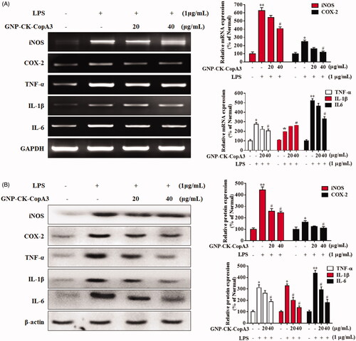 Figure 4. Effect of GNP-CK-CopA3 on pro-inflammatory cytokines iNOs, COX-2, TNF-α, IL-1β, and IL-6 expression in LPS-induced RAW264.7 cells. (A) The mRNA expression was quantified by RT-PCR. (B) The protein expression was determined by Western blotting. The densitometric quantification was done by ImageJ software. GAPDH and β-actin were used as internal control for RT-PCR and Western blotting, respectively. Data are presented as mean ± SEM. *p < 0.05 and **p < 0.01 vs. normal control group; #p < 0.05 vs. LPS-treated group. All treatments were performed three times (n = 3).