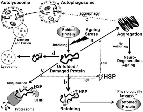Figure 3. Maintenance of protein homeostasis by HSP in cells. Damaged or misfolded proteins accumulate in cells in aging. Protein homeostasis needs to be maintained in cells in aging to avoid aging-related diseases. Possible fates of misfolded proteins are shown: misfolded/unfolded proteins if not refolded can form aggregates (a), unfolded proteins can be refolded by HSP (b). These misfolded proteins can be degraded in proteasome through binding to Hsp70 and CHIP. CHIP leads to ubiquitinylation of these proteins (c). These misfolded proteins can also be transported to the lysosomes for degradation by CMA (d). Protein aggregates can also be degraded by aggrephagy (e).