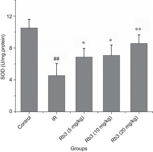 Figure 8.  Effects of ginsenoside Rb3 on SOD activity in myocardial ischemia-reperfusion injury in rats. Data were expressed as the mean ± SD (n = 8–10). Statistical significances were determined using one-way analysis of variance (ANOVA) followed by the least significant difference test. ##p < 0.01 compared with control group; *p < 0.05, **p < 0.01 compared with myocardial ischemia-reperfusion group.
