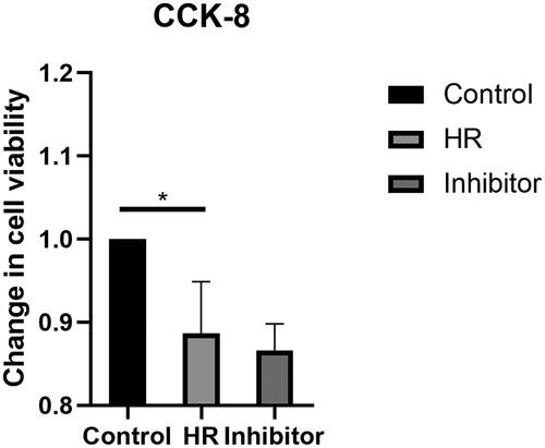 Figure 1. Changes in the viability of HK-2 cells were assessed after the HR treatment and BB-94 intervention using CCK-8 kits. All experiments were repeated three times, and the mean values are presented and compared (*p < .05).