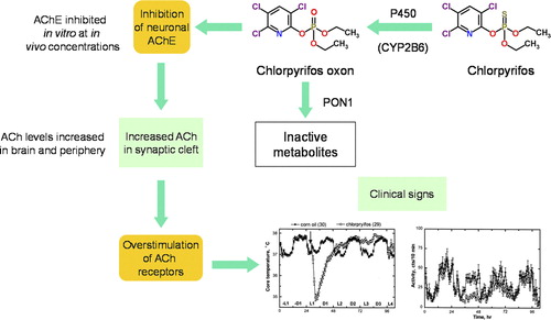 Figure 4. Mode of Action of Chlorpyrifos showing metabolic activation to CPF-oxon and inhibition of acetylcholinesterase as the critical effect. (Figure courtesy of Dr. Alan Boobis).