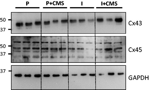Figure 3. A representative Western blot of connexin43 (Cx43) and connexin45 (Cx45) expression in the left ventricle, relative to the loading control (glyceraldehyde 3-phosphate dehydrogenase, GAPDH), for a set of paired (P) and isolated (I) prairie voles in the presence and absence of chronic mild stress (CMS).