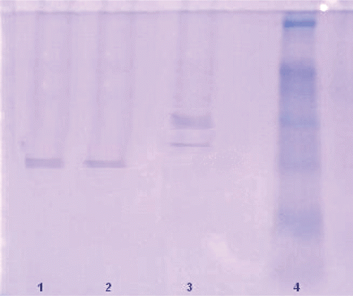 Figure 1.  SDS polyacrylamide gel electrophoresis bands of carbonic anhydrase (CA) I, II, VI and standard proteins (Lane 1, CA I; Lane 2, CA II; Lane 3, CA VI; Lane 4, standards: rabbit phosphorylase B [97,400 Da], bovine albumin [66,000 Da], chicken ovalbumin [45,000 Da], bovine carbonic anhydrase [29,000 Da] and chicken egg white lysozyme [16,500 Da]).