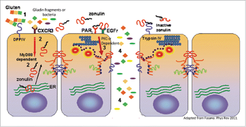 Figure 2. Mechanism of gliadin- and bacteria-induced zonulin release and subsequent increase in intestinal permeability. Gliadin specific peptides or bacteria (1) cause a CXCR-3-mediated, MyD88-dependent zonulin release (2). Zonulin transactivates EGFR through PAR2 leading to PCK-α dependent tight junction disassembly (3). Increased intestinal permeability leads to paracellular passage of non-self antigens (4) into the lamina propria where they are able to interact with the immune system.